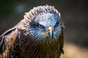 Fototapeta premium Retrato ave