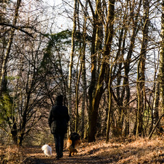 A person for a walk with two dogs