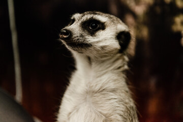 Fototapeta premium selective focus cute meerkat zoo