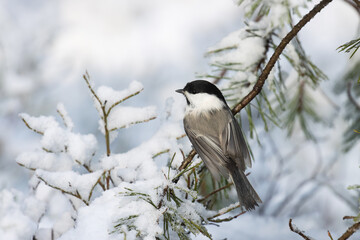 Willow tit, Poecile montanus with plain plumage perched on a Pine branch during a wintry day in boreal forest. 
