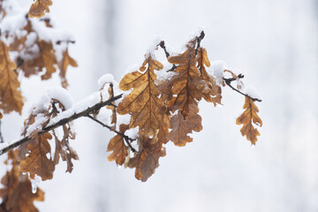 Brownish Common oak, Quercus robur leaves haven't fallen during a winter day in Estonian countryside, Northern Europe.