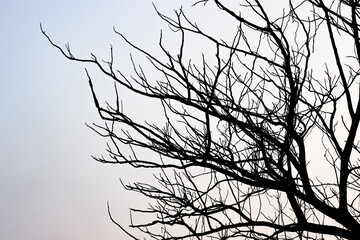 Dried dead tree branches under the cloudy sky in the evening