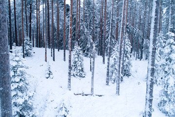 High angle shot of a snowy boreal forest with tall Pine tree trunks in Estonia, Northern Europe. 