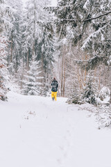 Hiking in winter. Woman walking around winter wonderland in forest