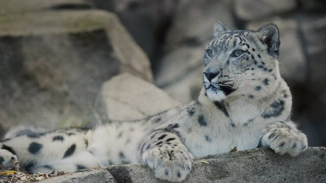 Snow leopard resting on the rocks. Snow leopard is a large predatory mammal of the feline family that lives in the mountains of Central Asia.