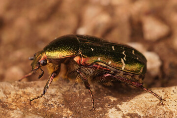 Closeup on the metallic shiny European Rose Chafer, Cetonia aurata, sitting on the ground
