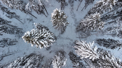 Snow-covered tops of Karelian pines top view
