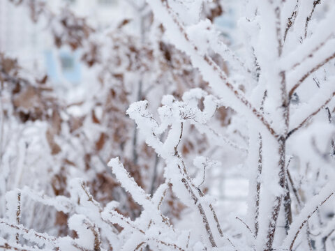 The bushes and branches are covered with fluffy clear snow. The holiday is snow day. Close-up photo in winter.