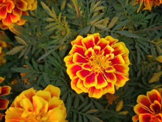 orange dahlia flower