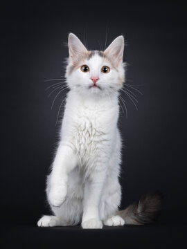 Curious rare breed Turkish Van cat kitten sitting up facing front. One paw playful lifted. Looking towards camera. Isolated on a solid black background.