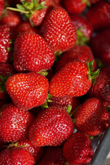 Lots of freshly picked strawberries