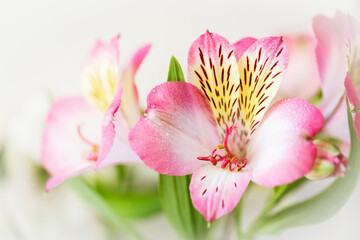 Fototapeta na wymiar Close up of lily of the Incas. Alstroemeria with light pink flowers.