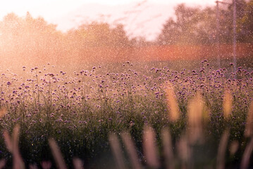 Sprinklerwasser im Blumengarten bei Sonnenuntergang. Konzept von Glück und Erfrischung