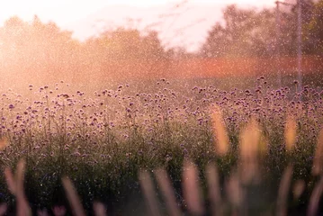 Foto op Plexiglas Romantische stijl Sproeierwater bij bloementuin bij zonsondergang. Concept van geluk en verfrissing