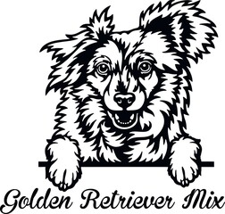 Golden Retriever Mix Peeking Dog - head isolated on white