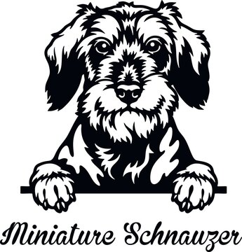 Miniature Schnauzer Peeking Dog - head isolated on white