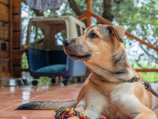 Puppy dog ​​rests quietly in a country house with wooden details. Short hair, brown hair color. The dog poses while lying down.