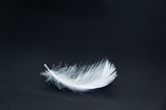 A single white feather isolated on a black background