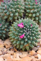 Fototapeta premium cactus in the garden with a rare pink flower 