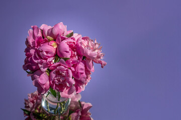 a bouquet of pink peony flowers on a purple background