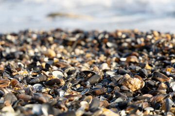 Seashells from mussels by the sea.