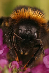 Vertical close up on the black Cuckoo-Bumble Bee, Bombus vestalis, sitting on a purple flower