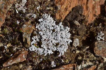 Stereocaulon alpinum - Flechte - subalpin