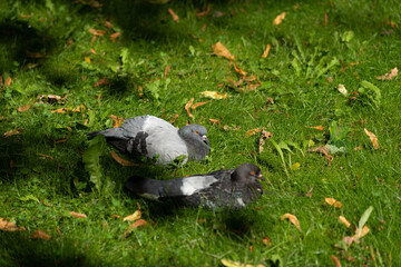 Two blue pigeons (Columba Livia) are resting on the lawn in the park illuminated by the bright summer sun. focus on the far pigeon