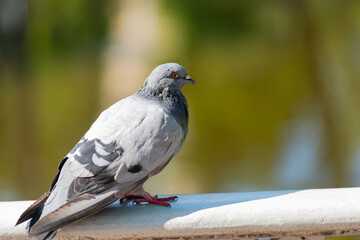 Blue pigeons (Columba Livia) is on marble ballustrade in the park. Bird is illuminated by the bright summer sun. Blurred background
