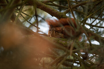 Squirrel sitting in a tree and looking down while eating