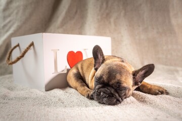 puppy french bulldog