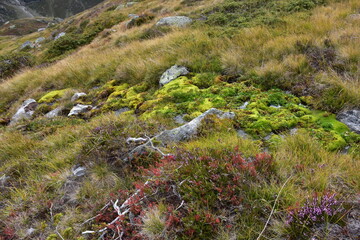 Natura 2000 Ötztaler Alpen alpine Natur