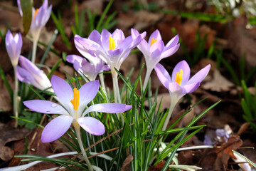 White tommasinianus ÔWhitewell purpleÕ crocus in bloom