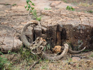 Kudu Antelope Horns on rocks in Zimbabwe, Africa