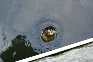 An otter in water