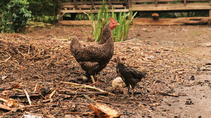 brown hen looking for food with her chicks