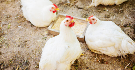 Chickens broilers on the farm. Selective focus.