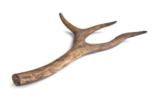 One part of Deer horn. Antler on a white background