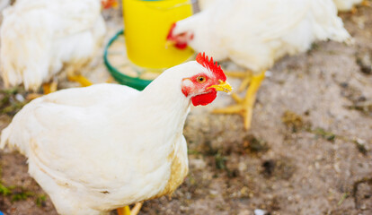 Chickens broilers on the farm. Selective focus.
