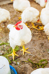 Chickens broilers on the farm. Selective focus.