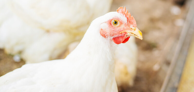 Chickens broilers on the farm. Selective focus.