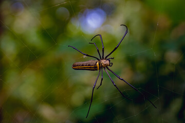 A giant Golden Orb Web spider (Nephila pilipes) going to hunt