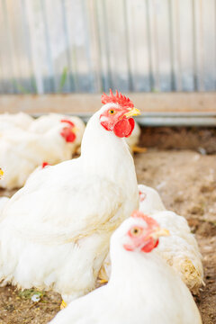 Chickens broilers on the farm. Selective focus.