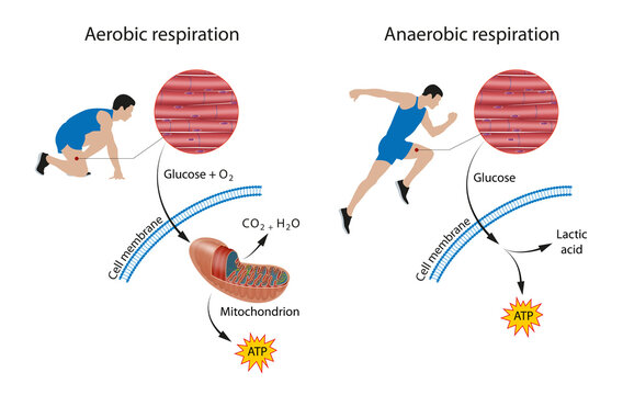 Cellular respiration: aerobic and anaerobic