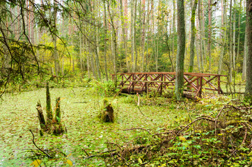 Lithuanian forest and swamp in the autumn