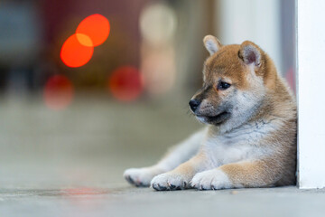 The Shiba Inu is interested, looking outside.