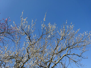 青空と白い梅の花