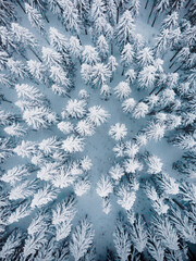 Bird's eye view of winter forest