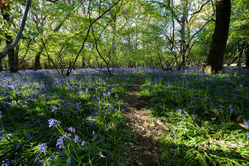 A traditional blue bell wood located in a wild forest deep in the Suffolk countryside