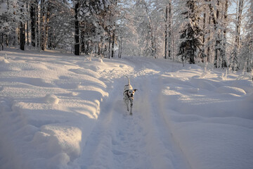 A dog runs along a snowy path.